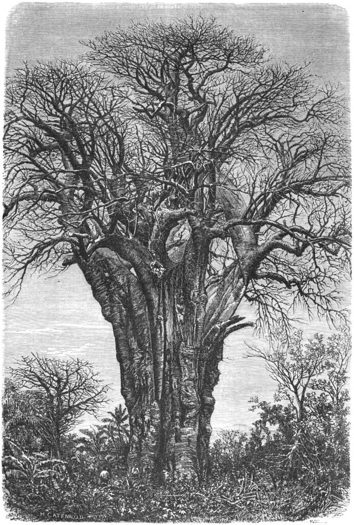 Un grand baobab à Mwali, 1862, une photographie de Désiré Charnay